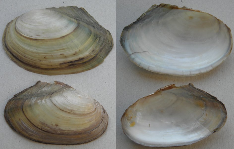 Conchiglia da determinare